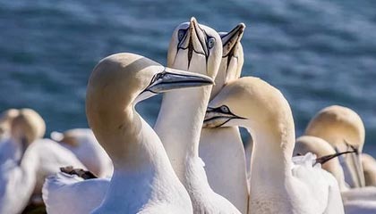 尼斯反击频率提升扩大进攻覆盖范围，尼斯iae